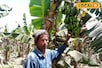 केले की खेती से मालामाल हुआ बाराबंकी का किसान, साल में कमा रहा लाखों का मुनाफा