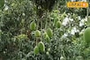 बिहार के किसान का कमाल....एक पेड़ में उगा दिया 72 प्रकार का आम, बताई ये कहानी