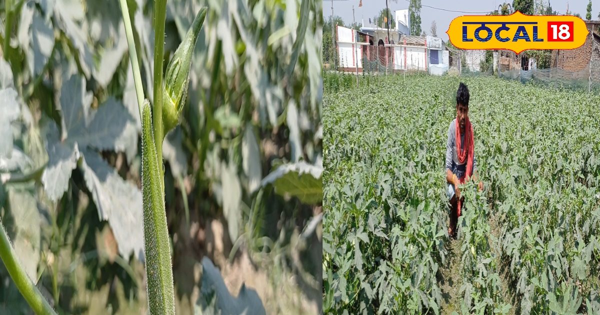 earned Rs 4 lakh in 4 months by cultivating Kaveri breed of ladyfinger