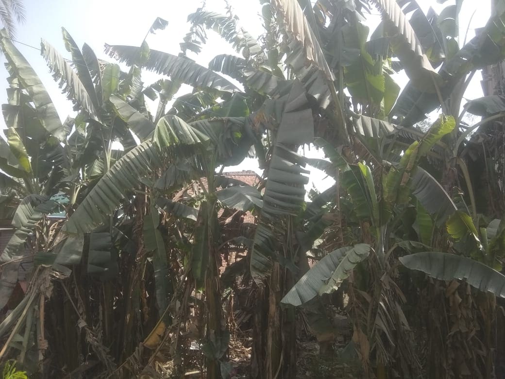 फ्री में पौधा लेकर शुरू किया इस वैरायटी के केला की खेती, लागत का 5 गुना मुनाफा