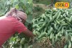 मात्र 30 दिन में किसान हो जाएंगे मालामाल…इस फसल की करें खेती