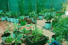 शख्स ने छत पर उगाई ऐसी चीज, रेड मारने आ धमके अफसर... साग-सब्जी के बीच यह था