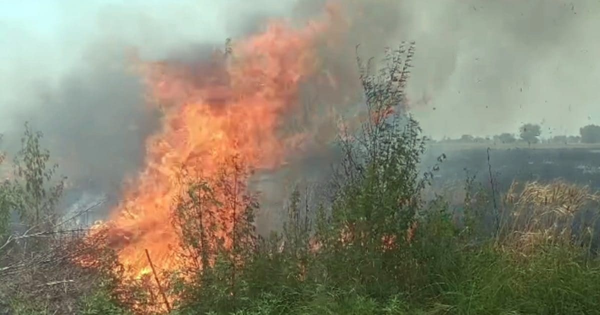 हरियाणाः गेंहू के खेतों में लगी आग बुझा रहा था किसान, झुलसने से मौत