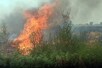 हरियाणाः गेंहू के खेतों में लगी आग बुझा रहा था किसान, झुलसने से मौत