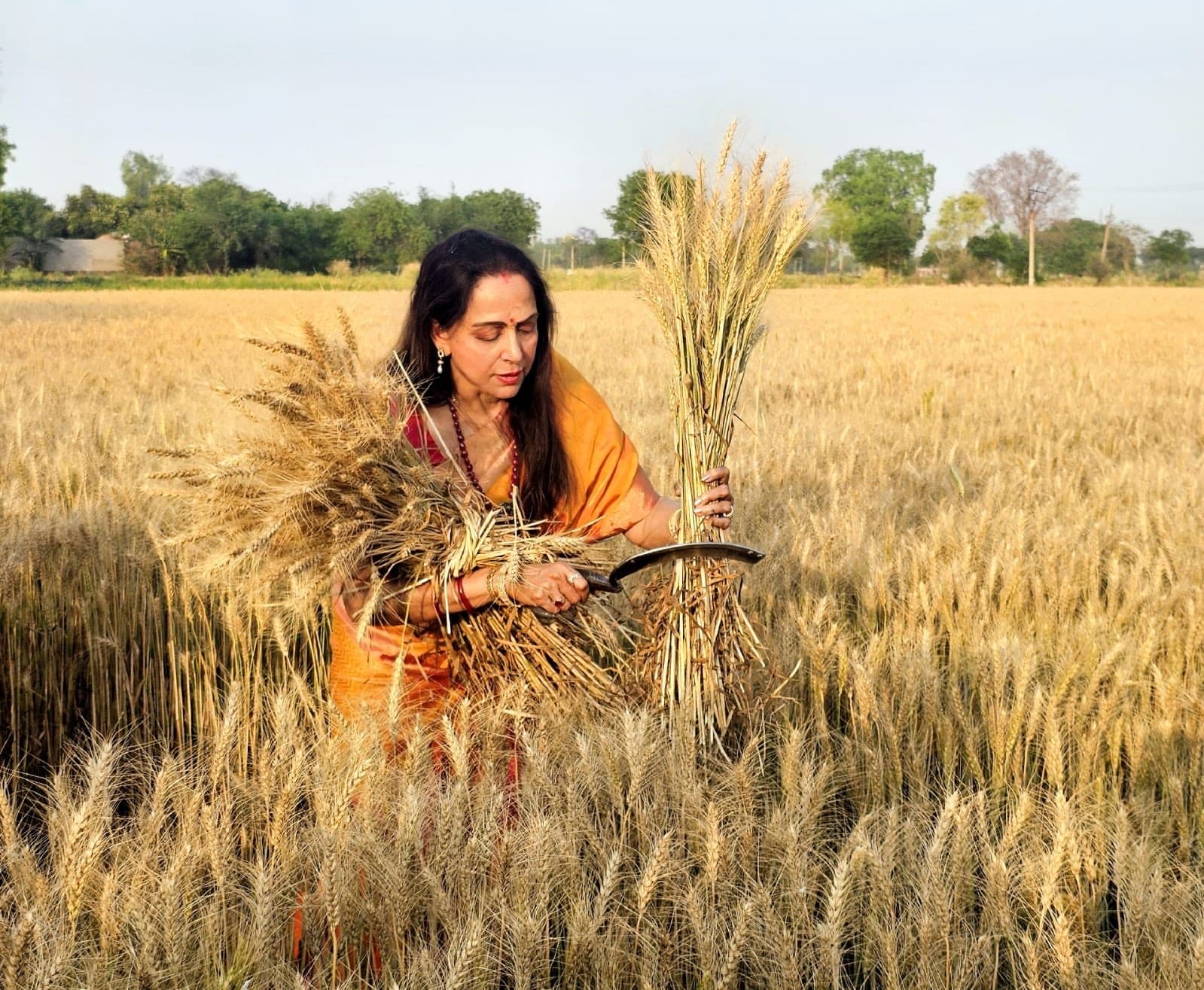 भाजपा उम्मीदवार हेमा मालिनी मथुरा में गेहूं की कटाई कर रही महिलाओं के साथ शामिल हुईं