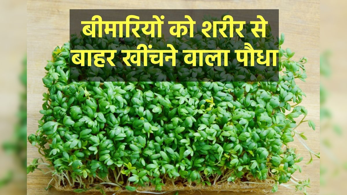 is fertilizer plant food Instant Plant Food
