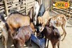 4 नस्ल की बकरियों से किसान कर रहा बंपर कमाई, साल में 40 बकरे की हो रही बिक्री