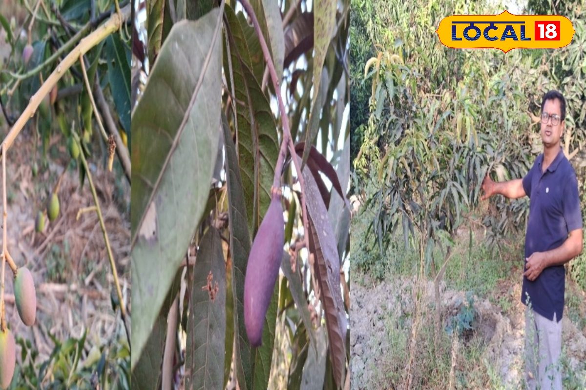 यूपी का किसान कर रहा विदेशी प्रजाति के आम की खेती कीमत ढाई लाख रुपए किलो