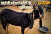राजस्थान में पाई गई बकरी की एक नई नस्ल, जानें इनमें क्या है खासियत