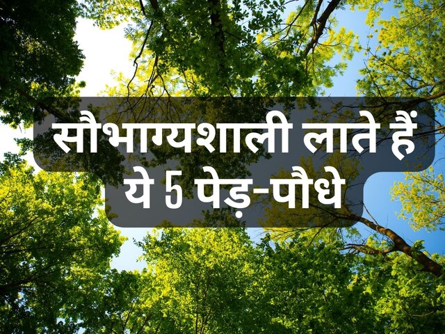 ग्रह दोष से पाना चाहते हैं छुटकारा, घर में लगाएं 5 तरह के पेड़-पौधे
