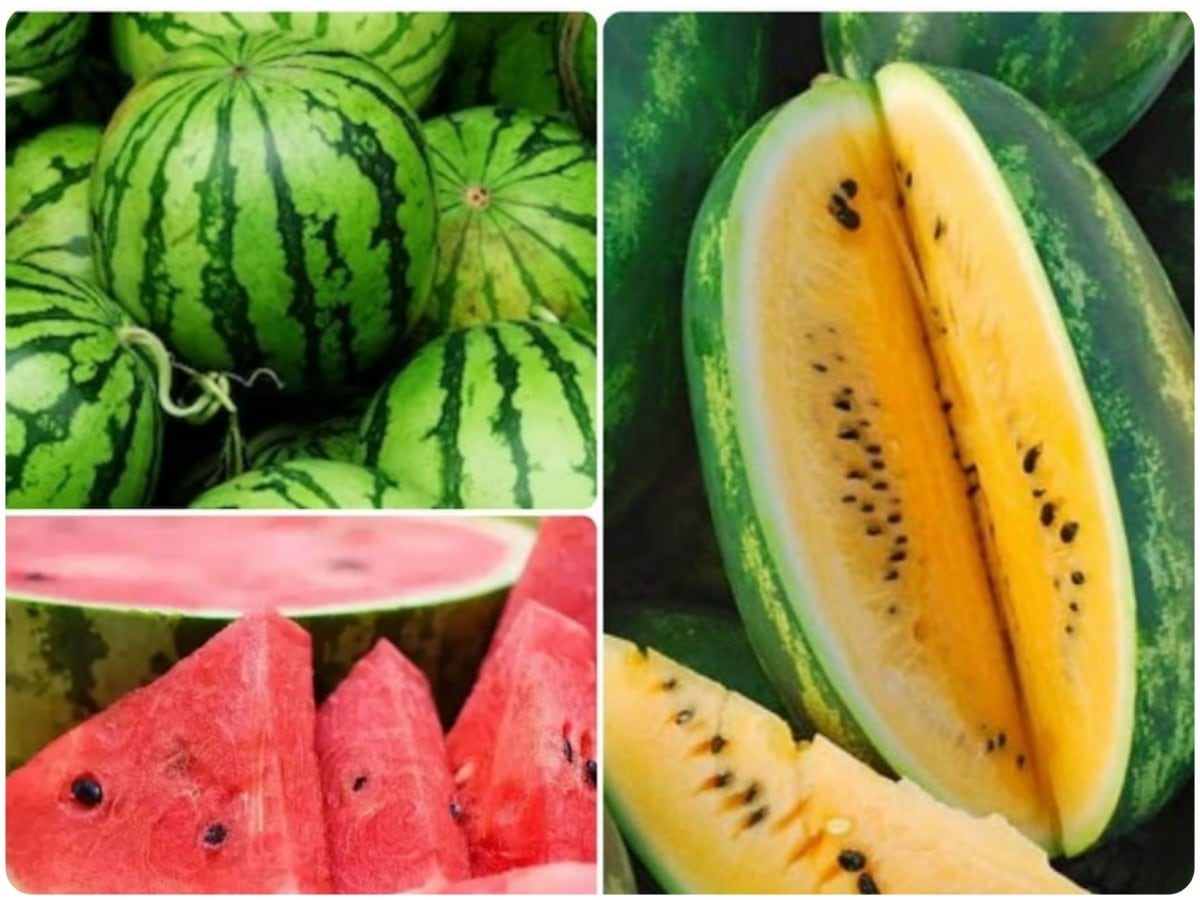 superfruit watermelon, Yellow Watermelon, Red Watermelon, Origin of Watermelon, in which country watermelon cultivation started, Watermelon, Fruits, Chemicals, Health Benefits of Yellow watermelon, Benefits of Red watermelon, muskmelon, Mango, Banana, Indian Watermelon, South African Watermelon, dessert king, Markets of Watermelon