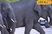 हाथियों ने आधा घंटा रोड रखा जाम, झुण्ड में बेबी एलीफैंट भी शामिल, देखिए VIDEO