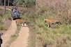 कान्हा नेशनल पार्क का Video वायरल, बाघिन का ऐसा नजारा कभी दिखाई नहीं देता