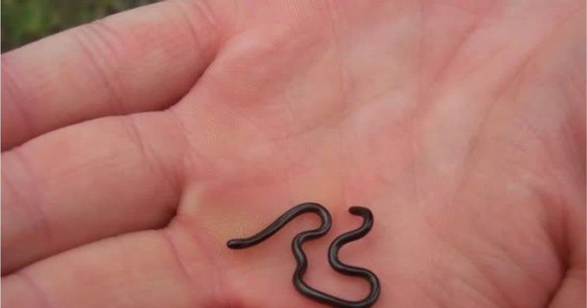smallest snake in the world Barbados Thread snake 2024 04 e6d3a1e57bb4e3a8324736db83d453fe