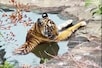 गर्मी में 'चिल' करती दिखी बाघिन, ठंडे पानी में शाही स्नान देख लोग बोले- 'वाह'