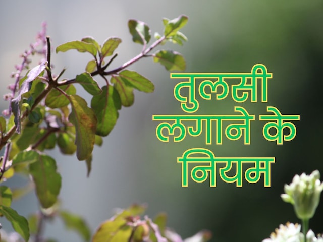 आपको घर में लगानी है तुलसी? पहले जान लें इसके 4 महत्वपूर्ण नियम आपको घर में लगानी है तुलसी? पहले जान लें इसके 4 महत्वपूर्ण नियम