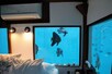 पानी के नीचे बना होटल, मछलियों के बीच सोते हैं मेहमान!