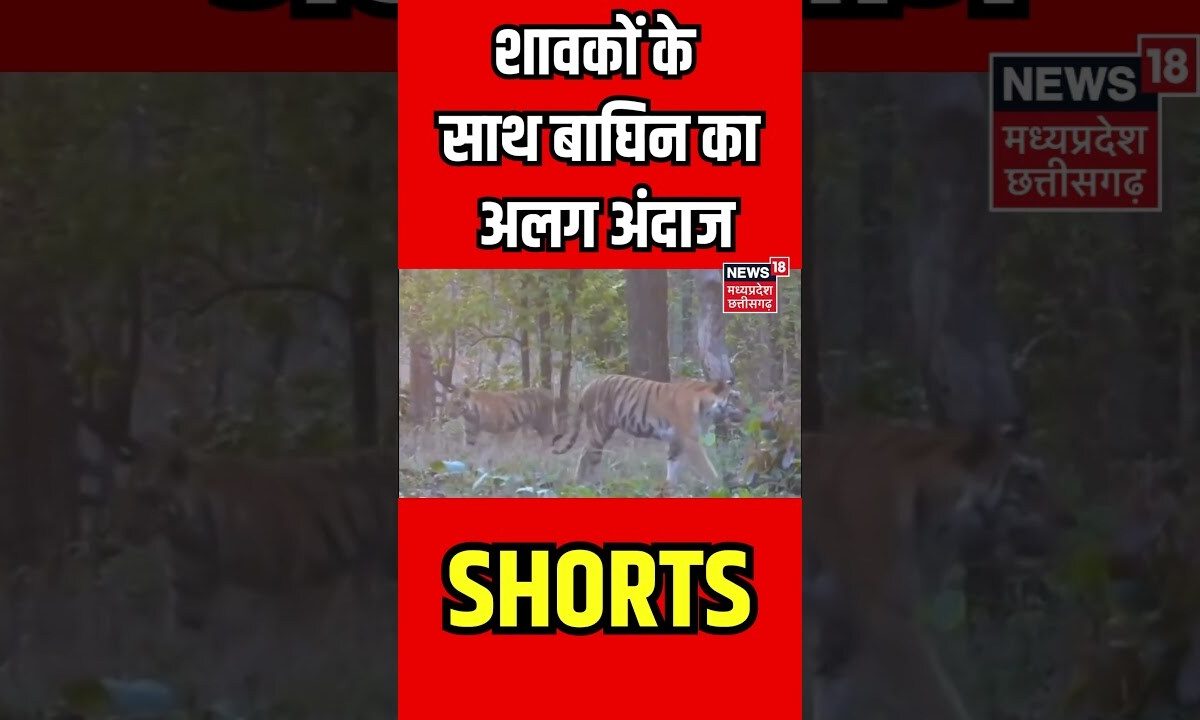 Latest News : शावकों के साथ बाघिन का अलग अंदाज | #shorts #latestnews