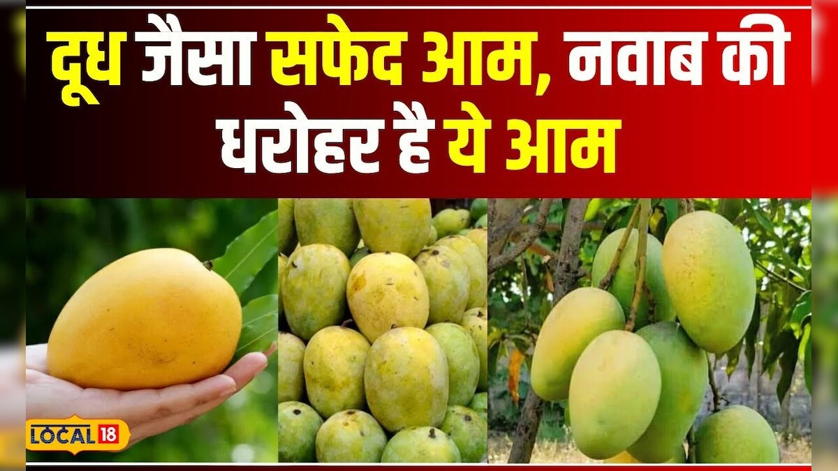Dudhiya Maldah Mango: दूध से होती थी इस खास आम की सिंचाई, दुधिया मालदाह ...