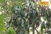 आम और लीची के बाग की मिट्टी में नमी बरकरार रखने है जरूरत, पेड़ में फल फटने लगा है तो is दवा का करें छिड़काव
