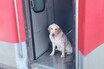 ट्रेन के एसी कोच में सफर कर रहा था ये कुत्ता, तस्वीरें हुई वायरल