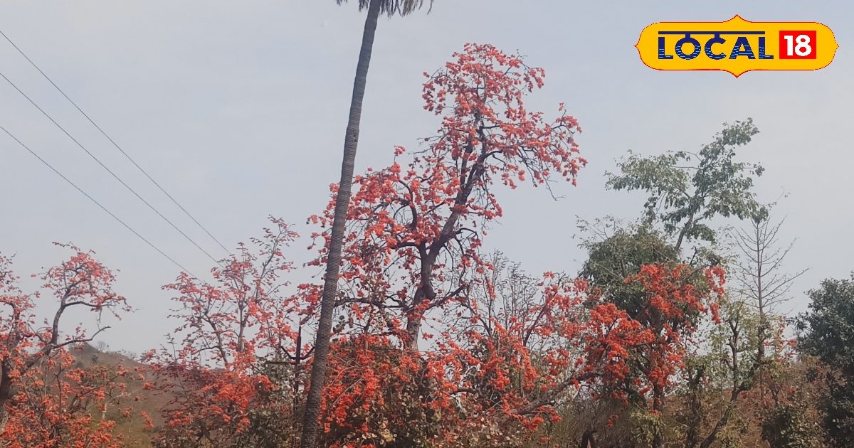 तेज गर्मी और लू से बचाएगा यह फूल, औषधीय गुणों से है भरपूर, एक्सपर्ट से जानिए टिप्स तेज गर्मी और लू से बचाएगा यह फूल, औषधीय गुणों से है भरपूर, एक्सपर्ट से जानिए टिप्स