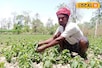 बाराबंकी के किसानों का मेंथा की खेती से हुआ मोहभंग! घटा 20 फीसदी रकबा
