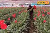 इस फूल की खेती ने बदल दी किसान की तकदीर! सालाना हो रही 45 लाख की कमाई