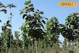 किसान खेत किनारे लगाएं ये पेड़, 10 साल में कर देंगे मालामाल; सरकार भी करेगी मदद