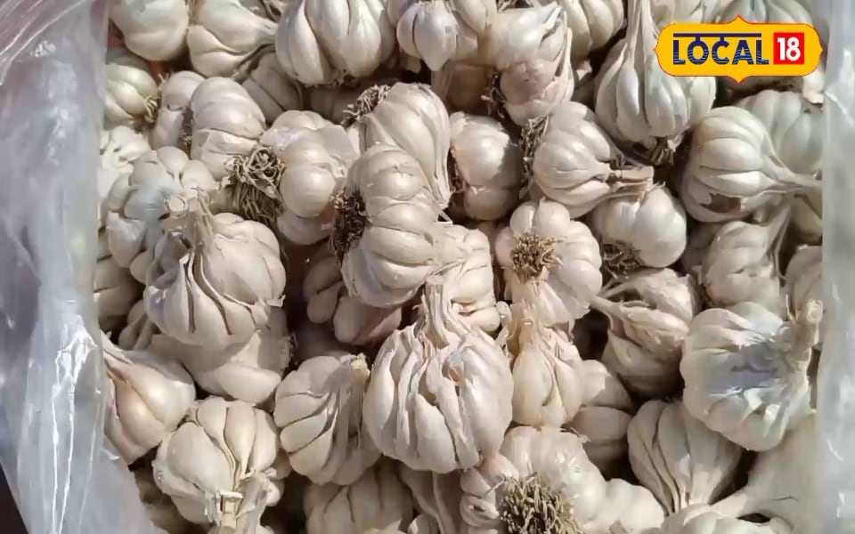 कोलेस्ट्रोल को जड़ से खत्म कर सकती है लहसुन की एक कली! जानें बेहतरीन फायदे