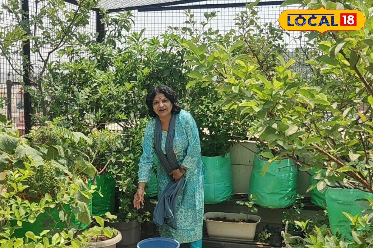 महिला ने पेश की मिसाल 300 पौधे वाला शानदार गार्डन बनाकर खूब उगा रहीं सब्जियां