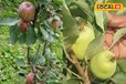 कश्मीर और हिमाचल में ही नही अब सीवान के सरजमीं पर भी उगने लगे इंडियन और इजरायली सेब