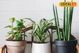 Oxygen Plants For Home: ये हैं ज्यादा ऑक्सीजन देने वाले खास 8 पौधे, घर की सुंदरता बढ़ाने के साथ बीमारियों को रखेंगे दूर, कीमत 100 रुपये से भी कम