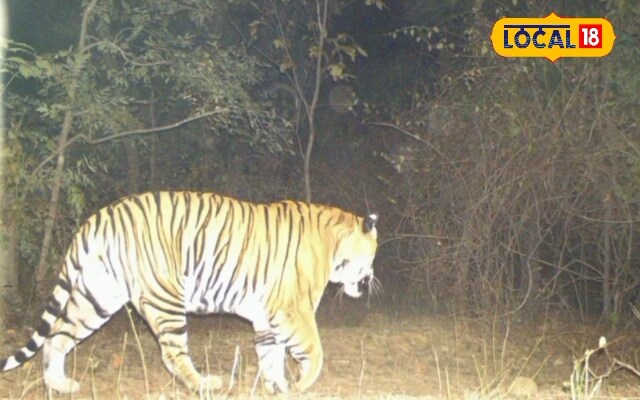 इन सुविधाओं से लैस होगा रानीपुर टाइगर रिजर्व पर्यटकों के लिए लेकर तैयार है