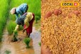 बिहार में किसानों को 50% की सब्सिडी दर पर मिल रहा धान का बीज, ऐसे करें अप्लाई