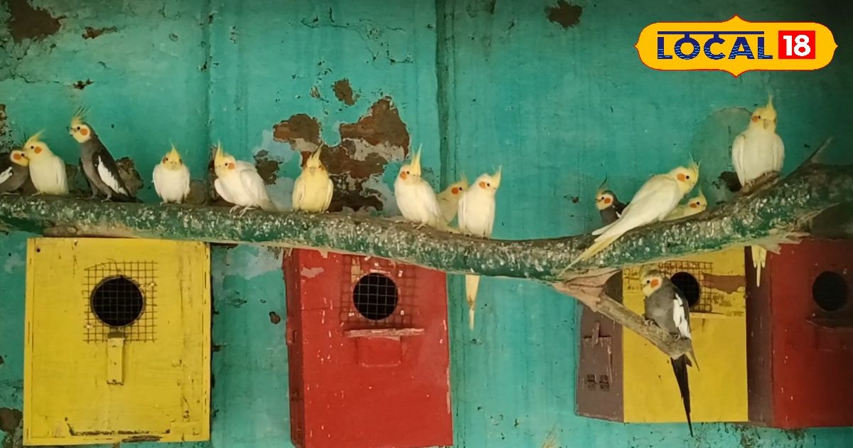 यूपी के इस किसान ने खेत को बना दिया मिनी चिड़ियाघर…27 देशों के 400 पक्षी भी हैं मौजूद