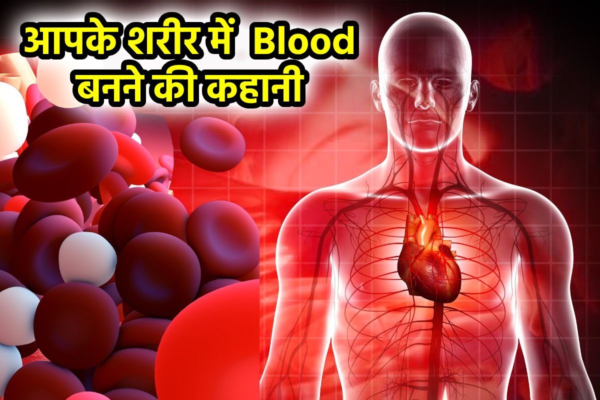 क्या आपको पता है कि शरीर में कैसे बनता है खून कैसे रग-रग तक पहुंचता है Blood