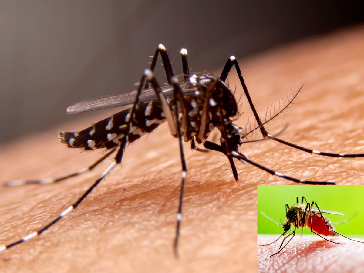 _Mosquito-2024-05-d7de1a80d77821234d0012e1a75221de