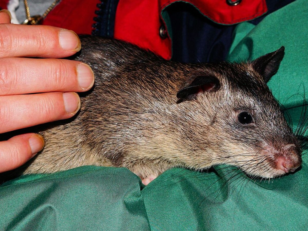 Pouch Rats Florida बारूदी सुरंग को सूंघ सकता है ये 'दैत्याकार चूहा', दुनिया में है सबसे ...