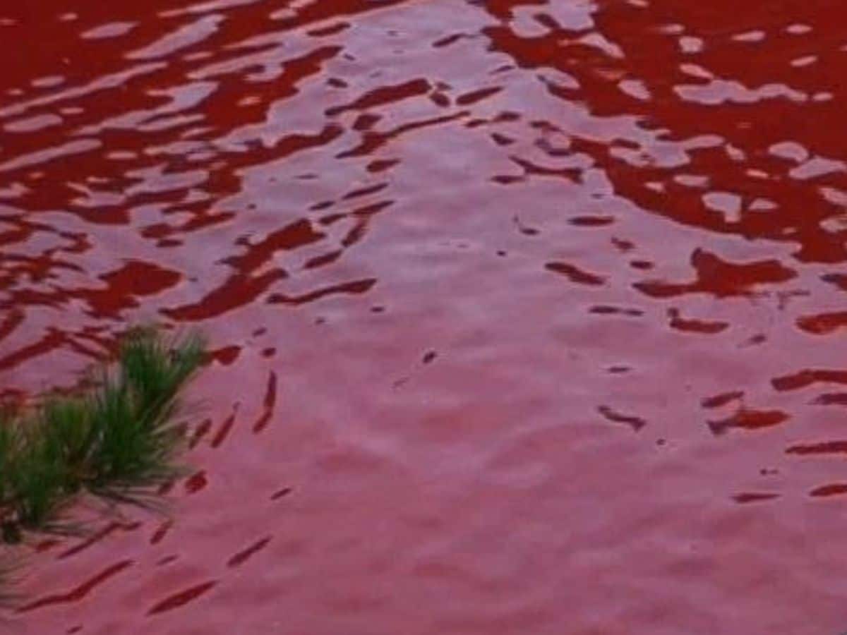 Sea turns red with blood, Japan, Dolphin, dolphin hunting, world, bloody hunting of dolphin, omg, amazing news, shocking news,