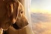 Bark Air: कुत्तों के लिए अमेरिका में शुरू हुई स्पेशल फ्लाइट, जानें किराया