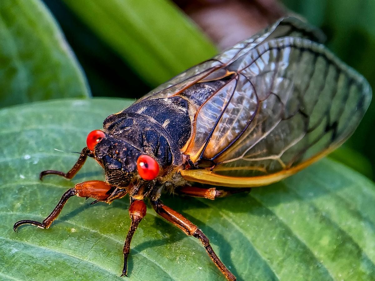 cicadas insect dish