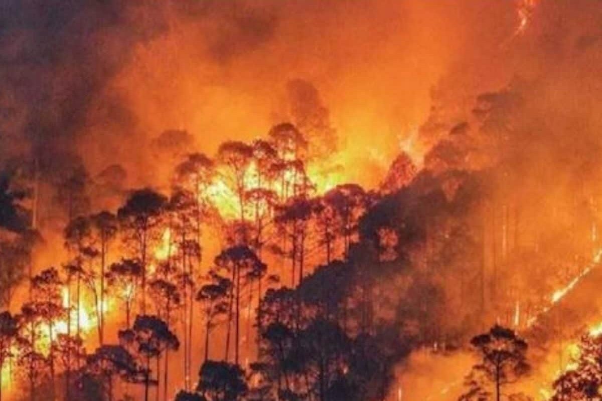 आग से वन संपदा का नुकसान, हिमालयी जीवों को बड़ा खतरा, चिंतित है लोग