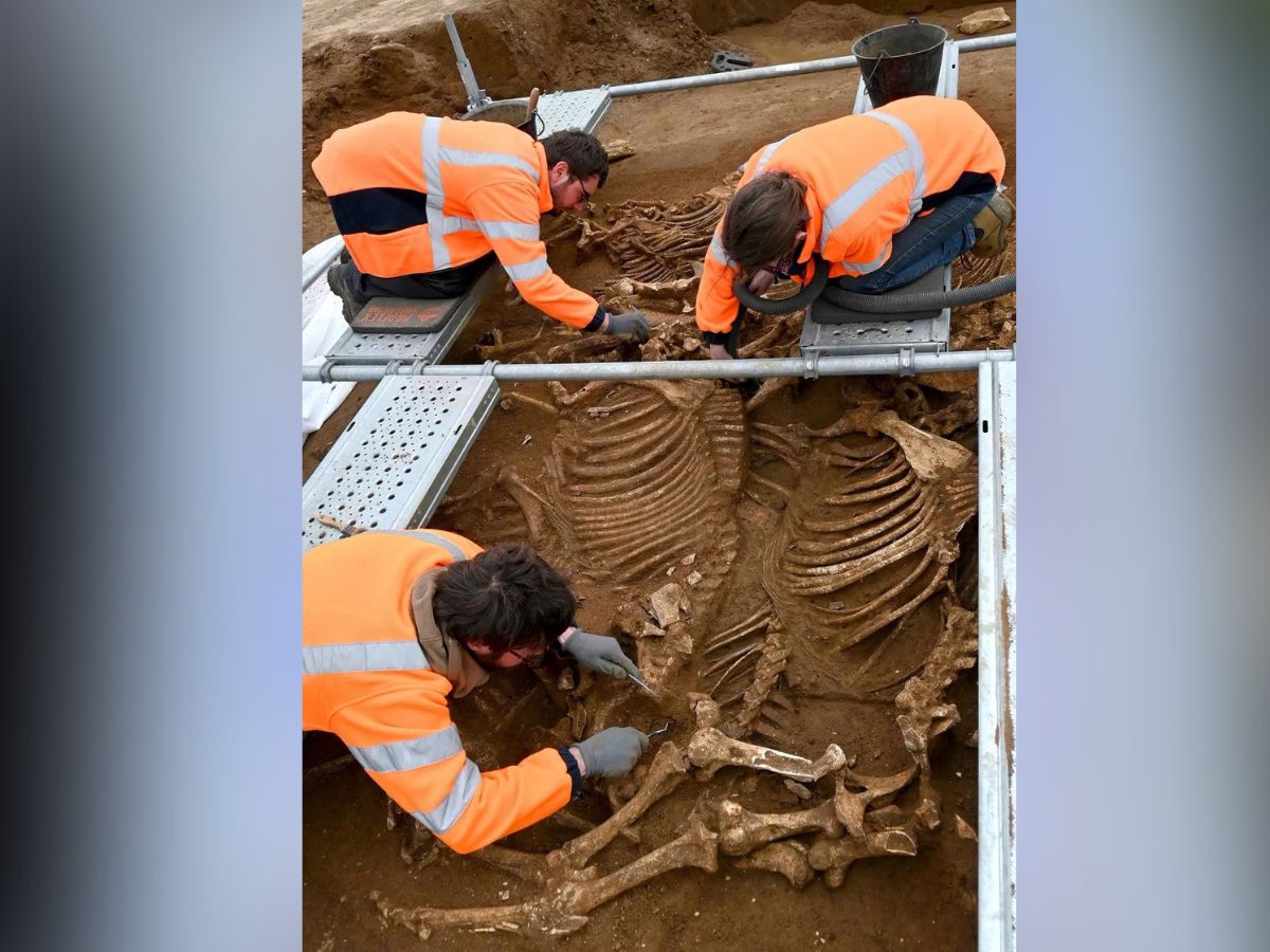 horse grave found