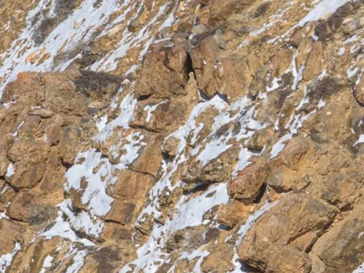 can you find a snow leopard, can you find a snow leopard in this picture, find a snow leopard in this picture, optical illusion challenge