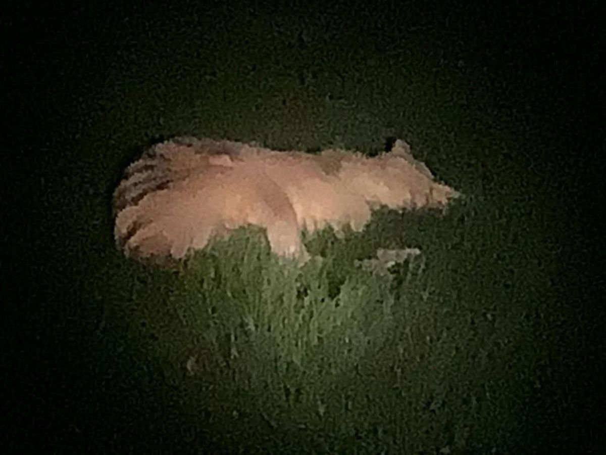 man claim to spot extinct tiger