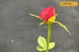 इस फल का एक छिलका सुधार सकता है गुलाब के पौधे की सेहत, घर में आएगी बहार, गुच्छों में खिलेंगे फूल