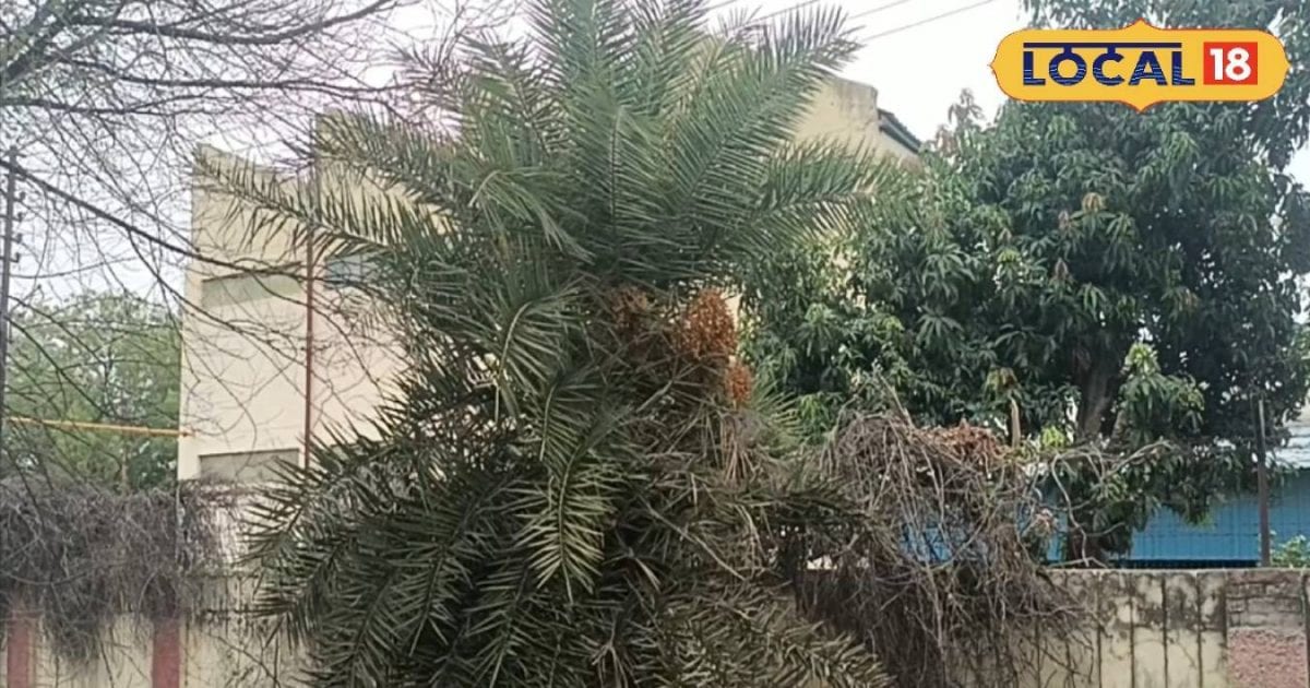 अल्सर, एसिडिटी और डायरिया का अचूक इलाज है खजूर, जानें फल की कैसी है तासीर