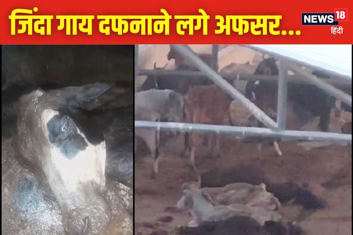 भूख-प्‍यास से मर गईं 20 गायें लापरवाह अधिकारी 2 जिंदा गायों को भी दफनाने लगे