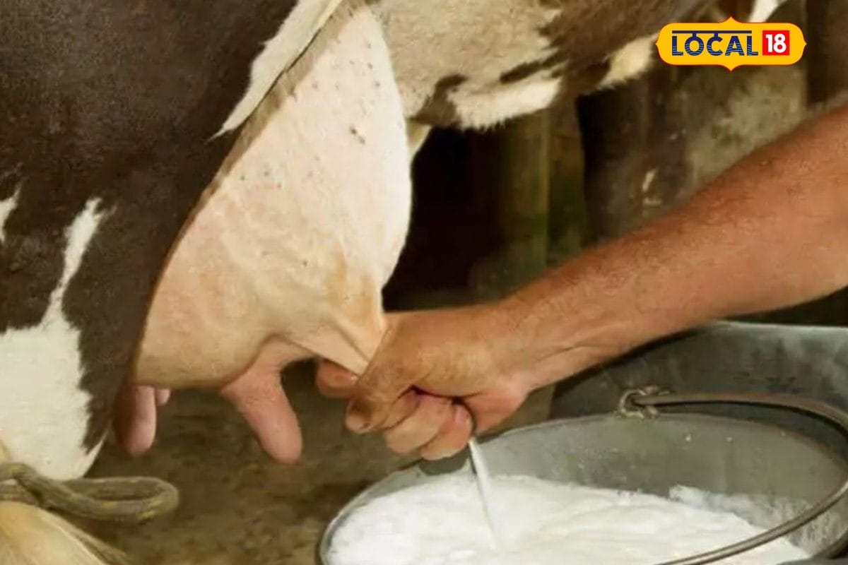 ये चीजें खिलानें से बढ़ता है पशुओं का दूध क्वालिटी में भी होगा सुधार